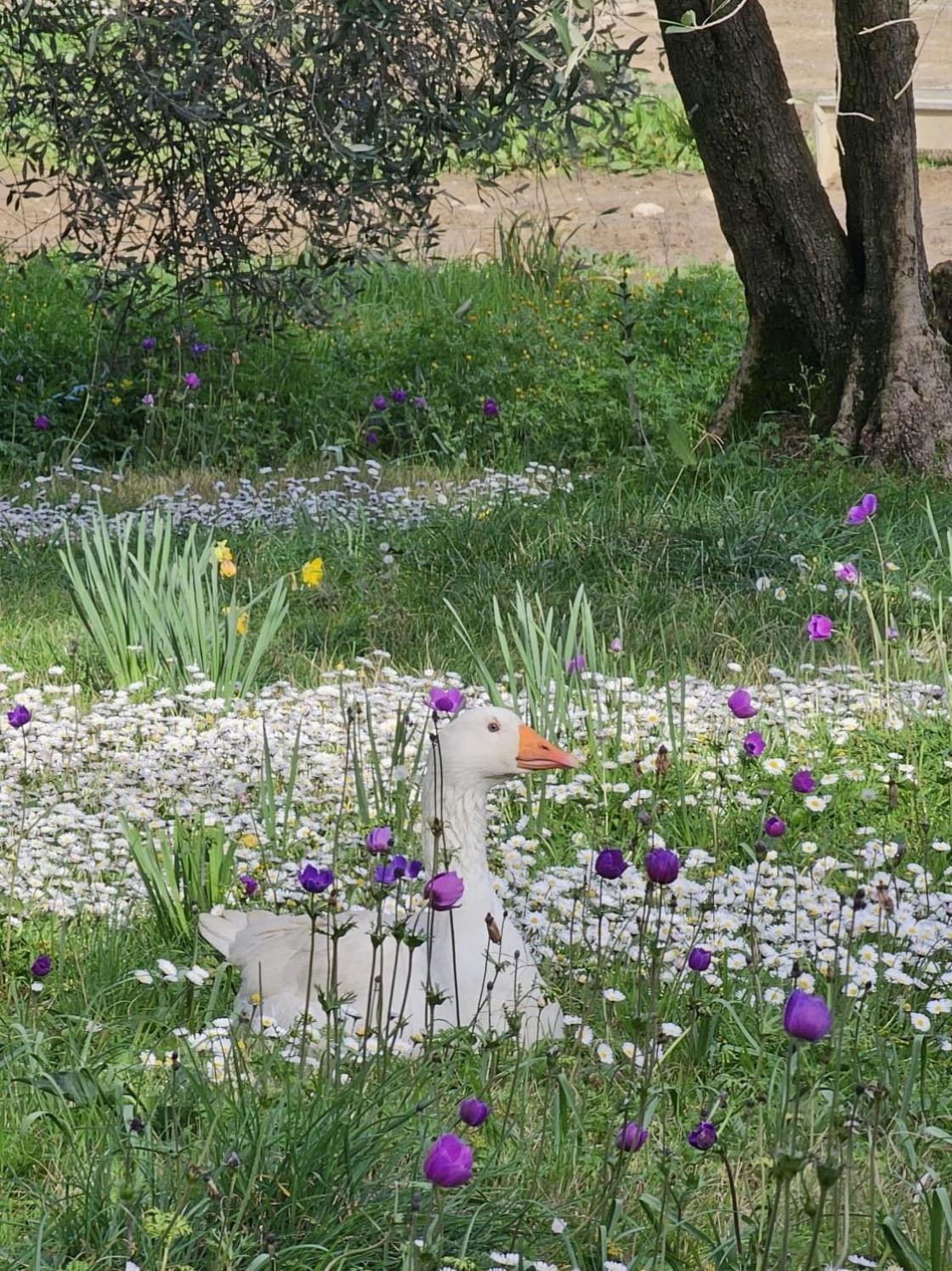 פייזולה Agriturismo Fattoria Di Maiano מראה חיצוני תמונה